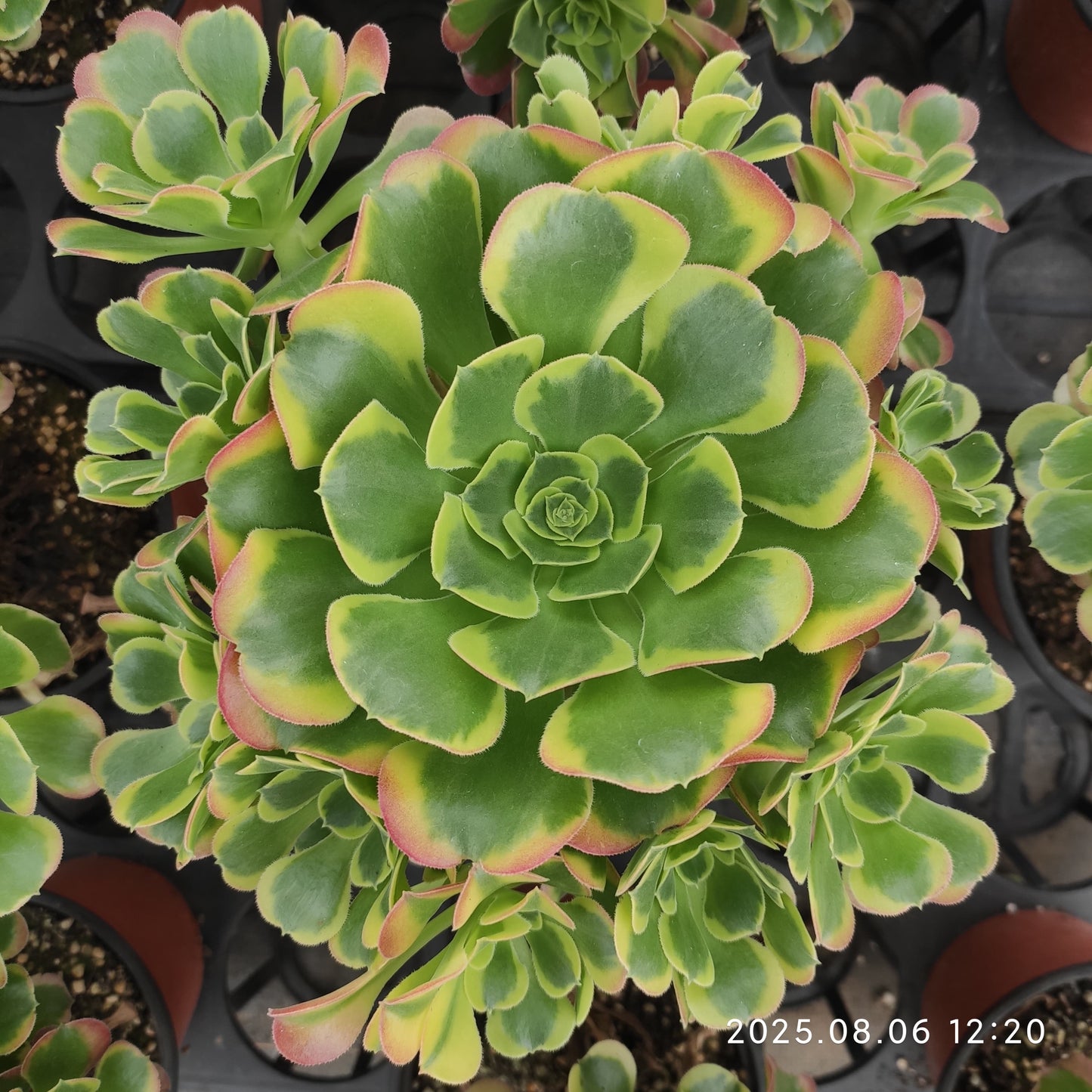 THH024 テスラー(15cm pot)