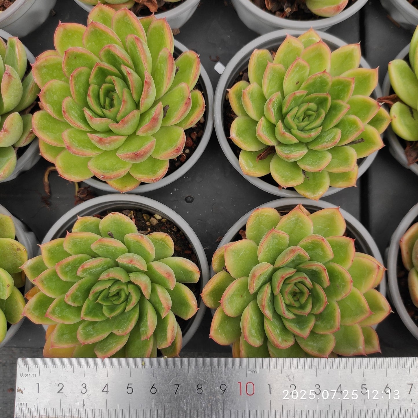 NGN774 ファイヤーフライHyb(9cm pot)