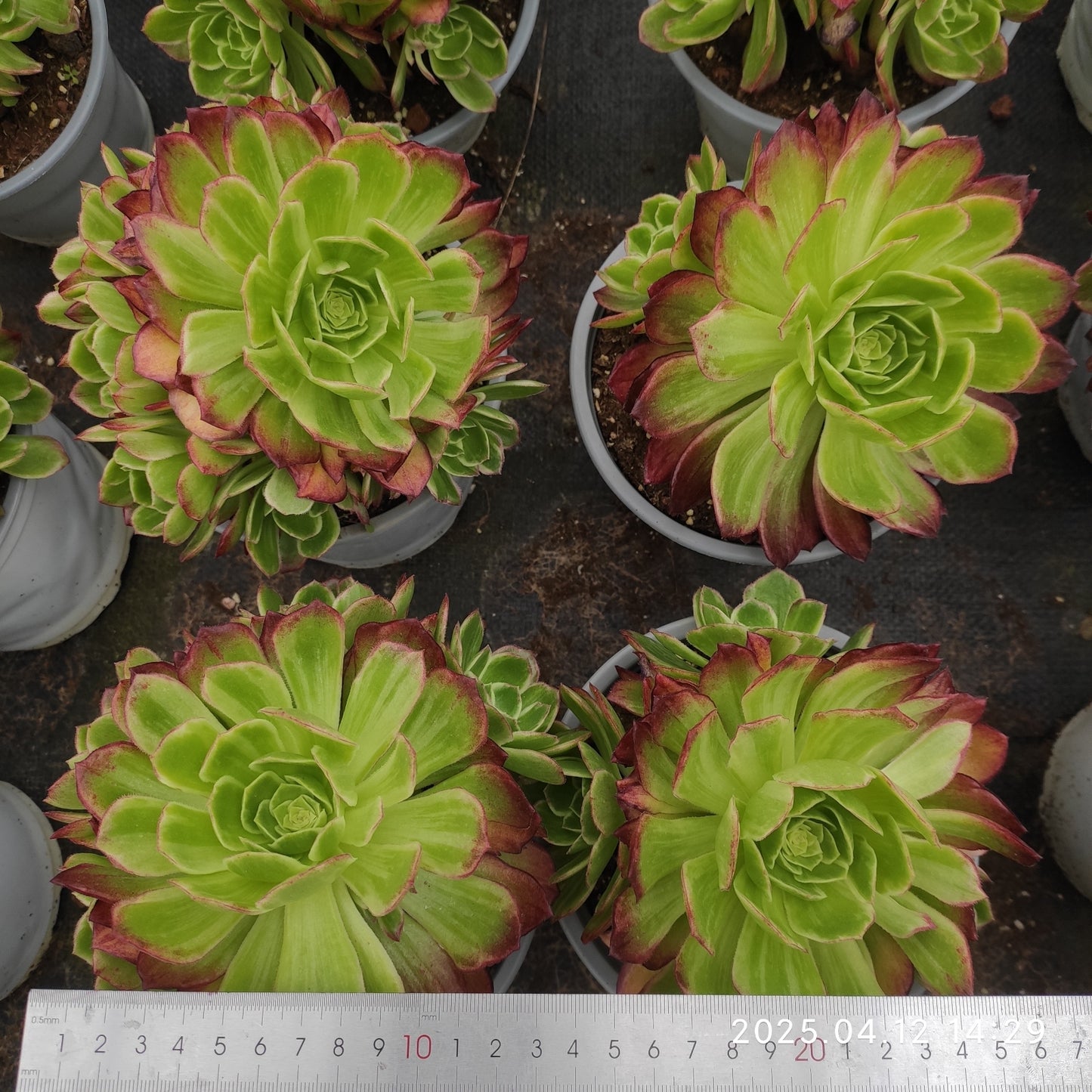 YF417 カロフル ランターンズ (15cm pot)