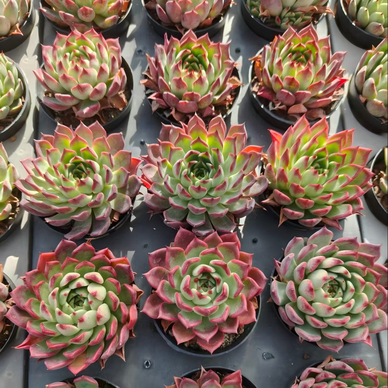 BL2061 ブラックナイト(9cm pot)