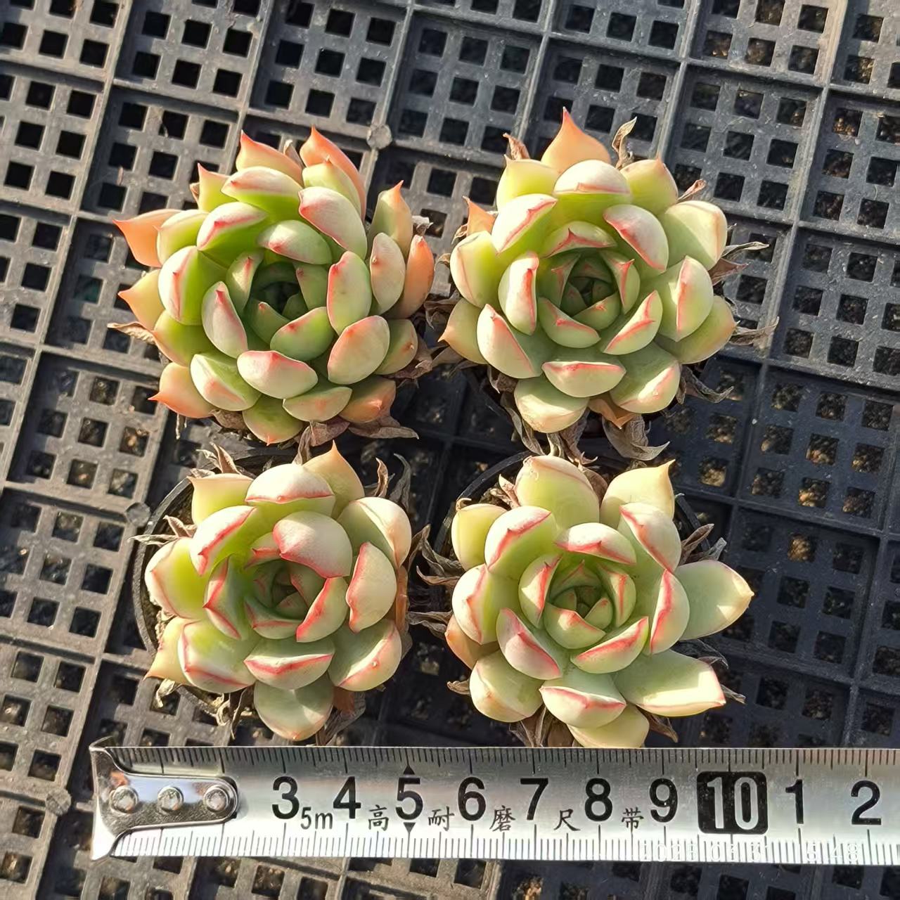 HH070 蓮灯(5cm pot)