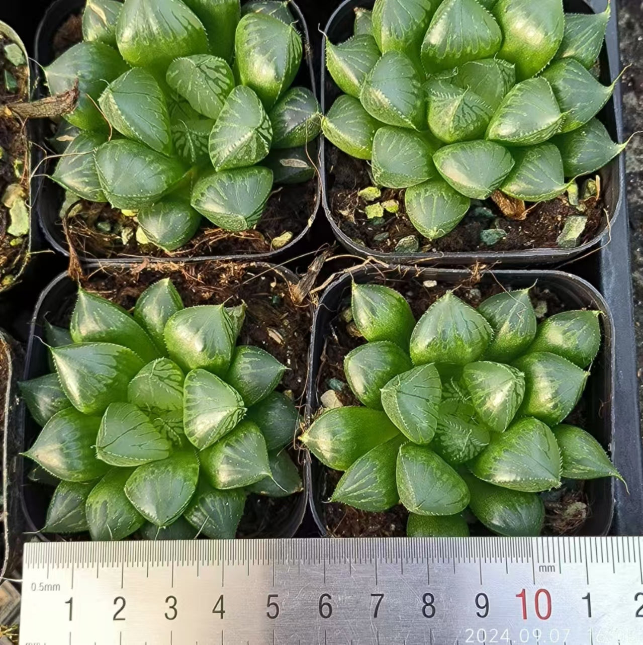 13151 ハオルチア 三仙寿