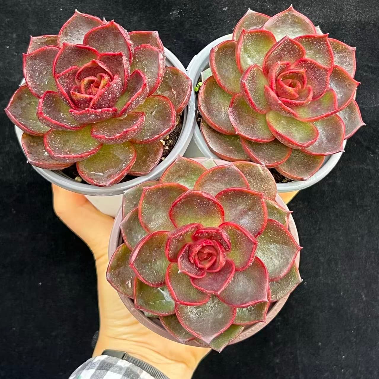 BL2031 トラフィックライト(9cm pot)