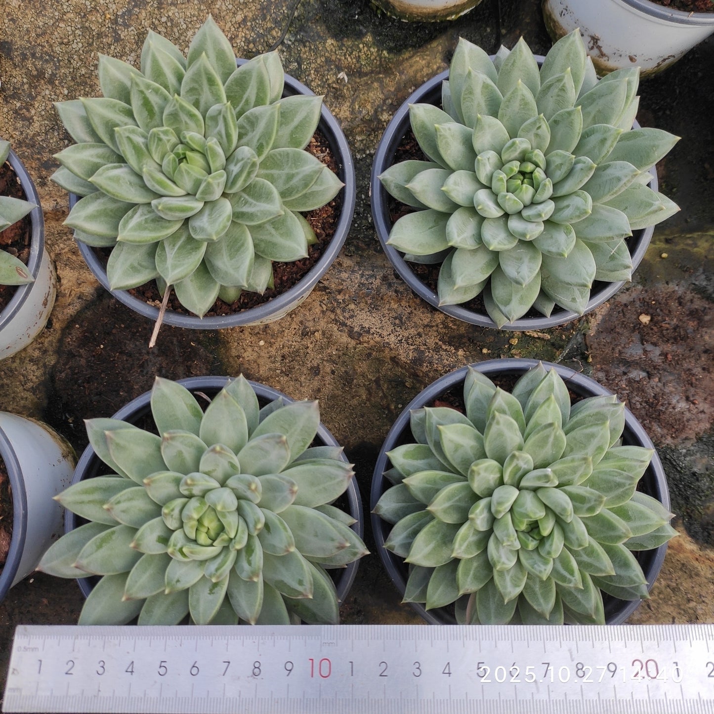 LB057 ブルー アンド ワイト(7cm pot)