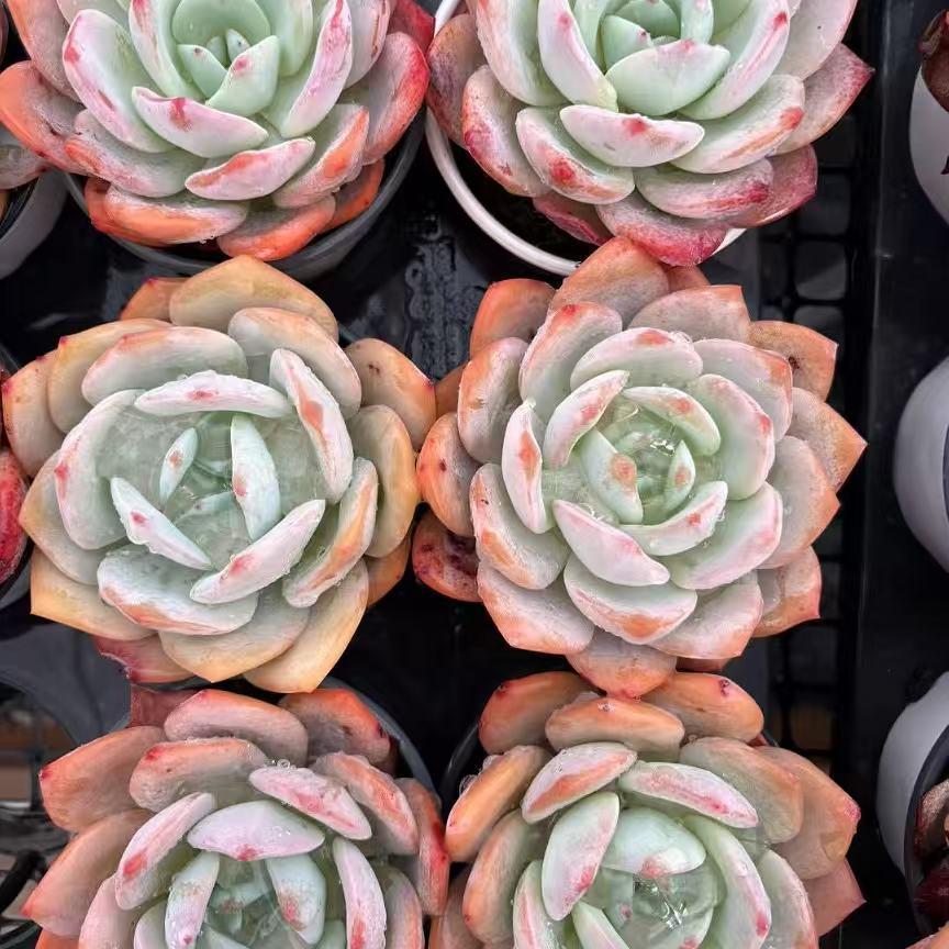 BL1815 ホワイトティー(9cm pot)