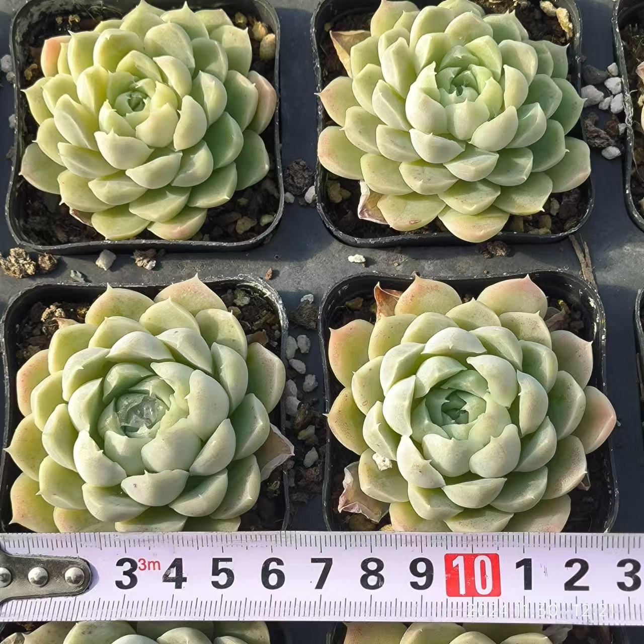 RDD244 ヒューミリス(6.5cm pot)