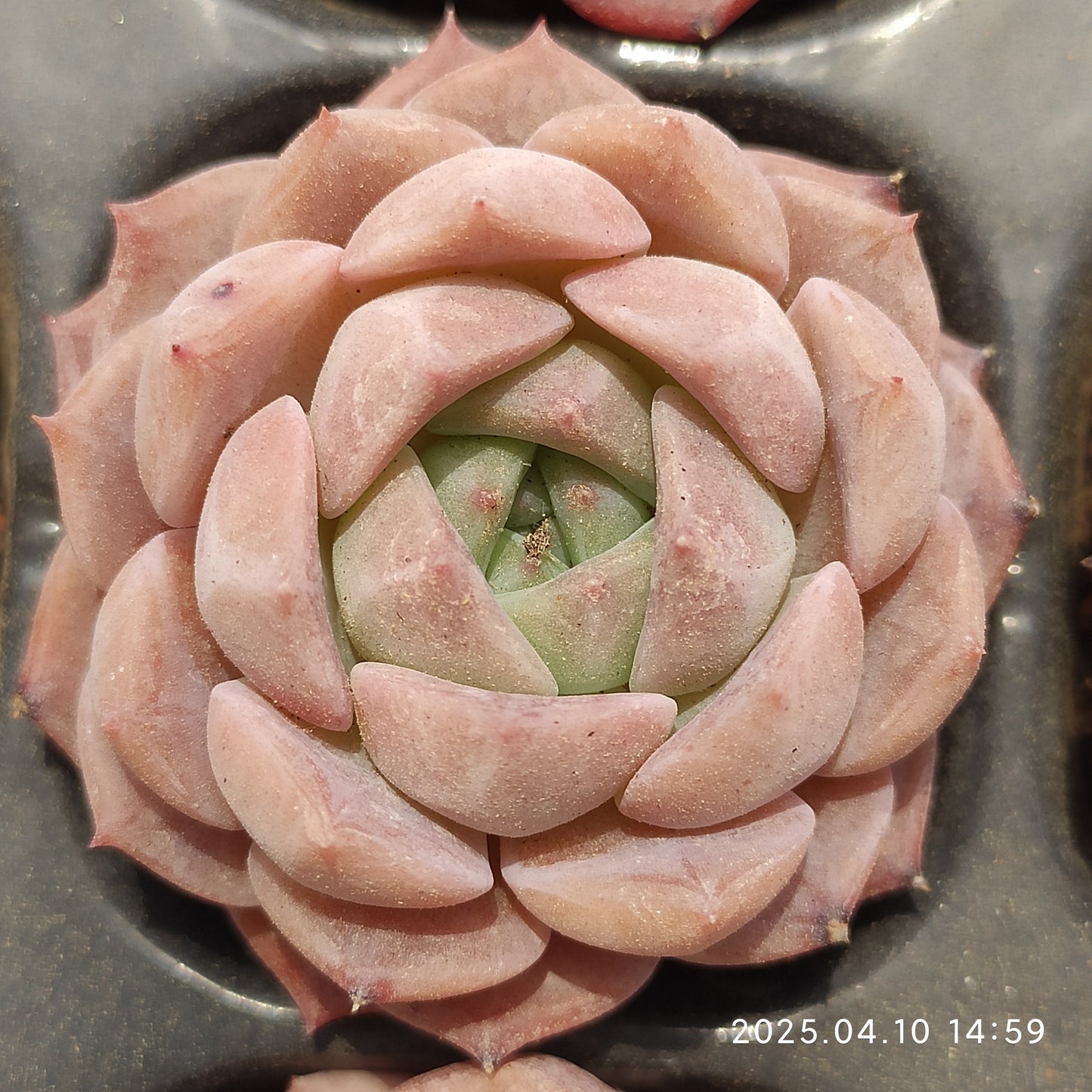 NGN566 キャンディー ハートHyb (7cm pot)