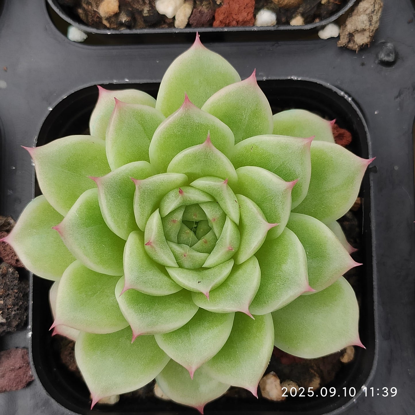 HG042 マルギャンHyb(7cm pot)