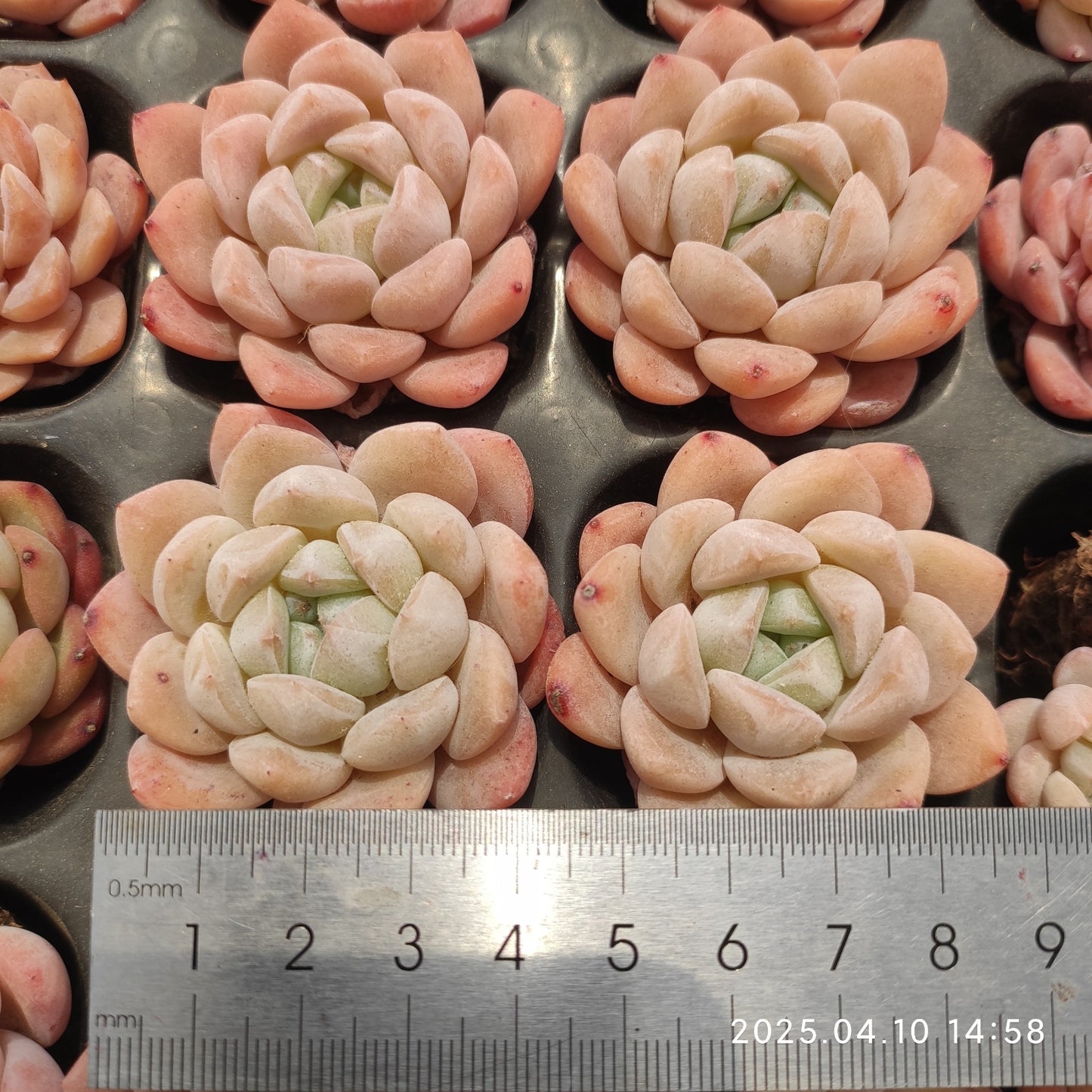 NGN564 アイス ドル (7cm pot)
