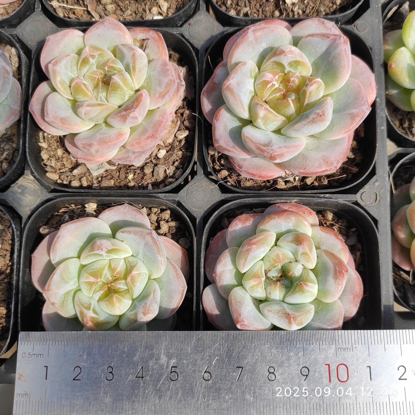 MMY737 アイススピリット Hyb(6.3cm pot)