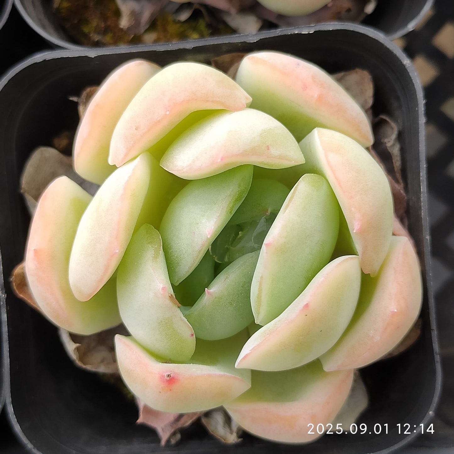 QN840 レッド エレガンスHyb(6.5cm pot)