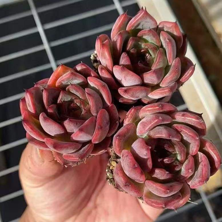 BL2001 ノーメイド(3cm pot)