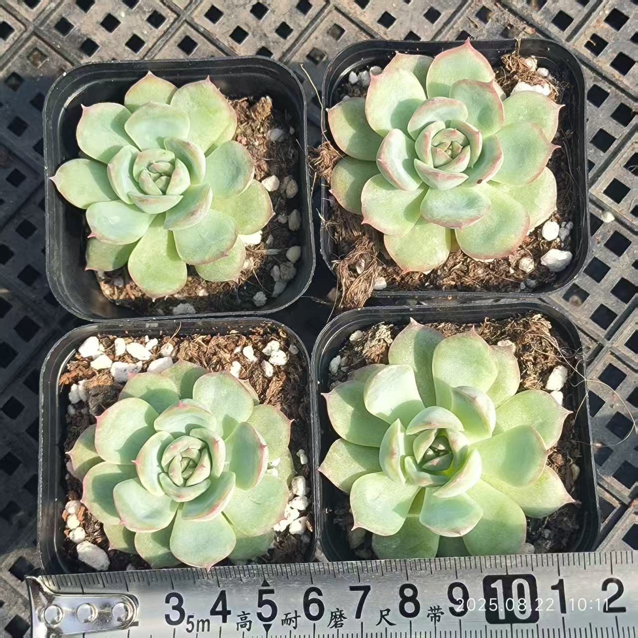 LYC112 シルエット(6.5cm pot)