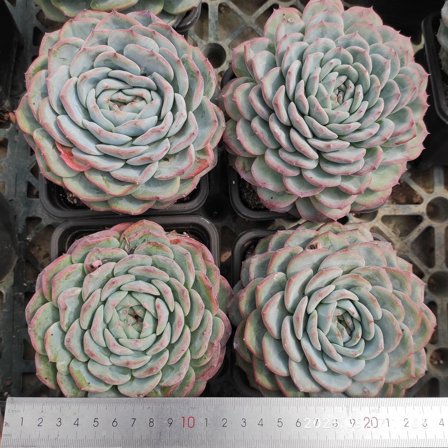 NGN518 チャンテカイル (12cm pot)