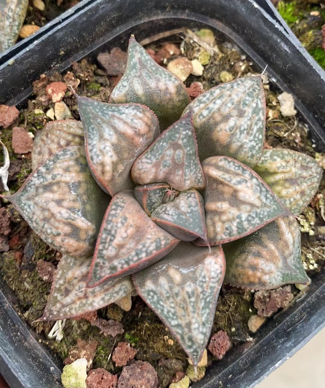 CS097 花葵ハナアオイ (7cm pot)