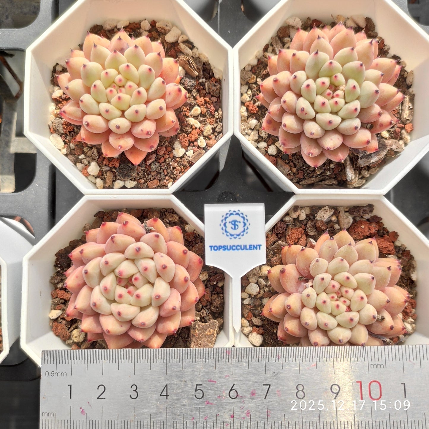 14283 ザラーゴーサー エーンジェル