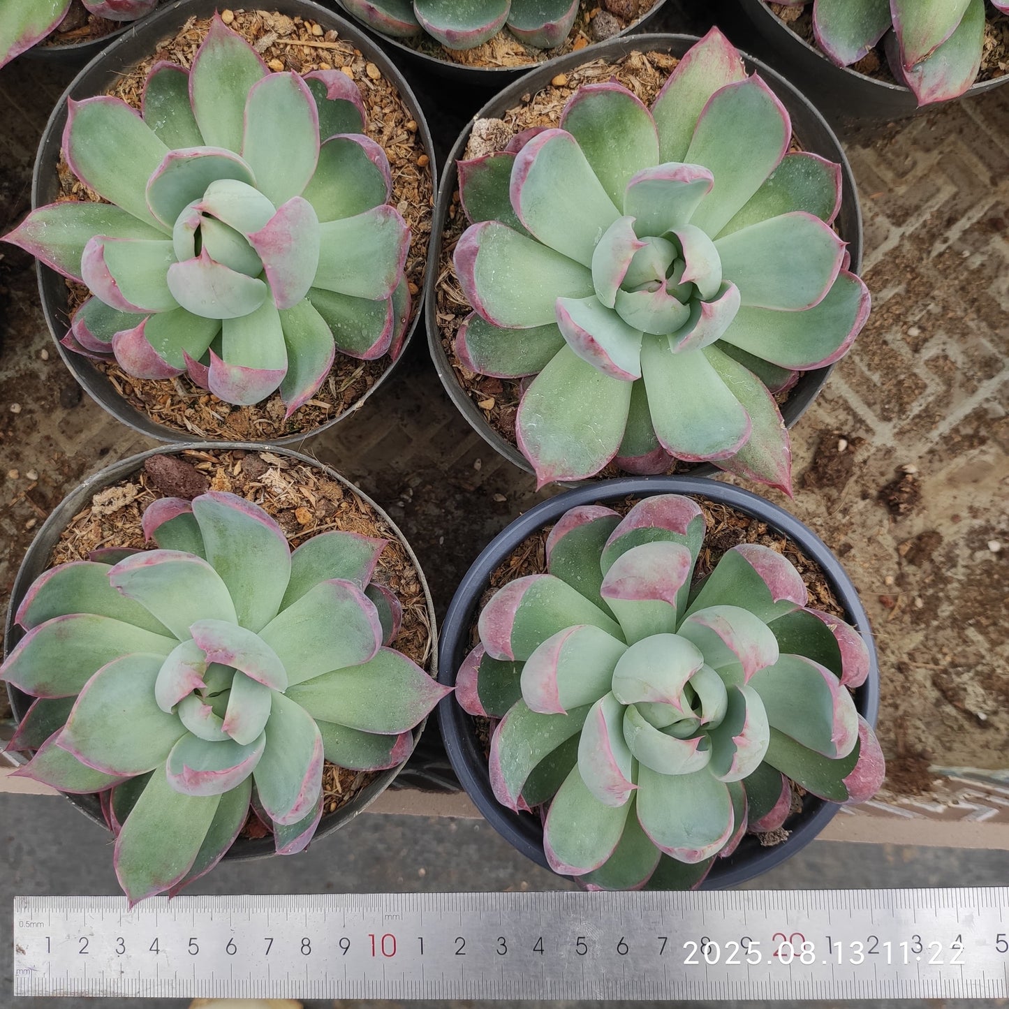 LB037 カシオ(12cm pot)
