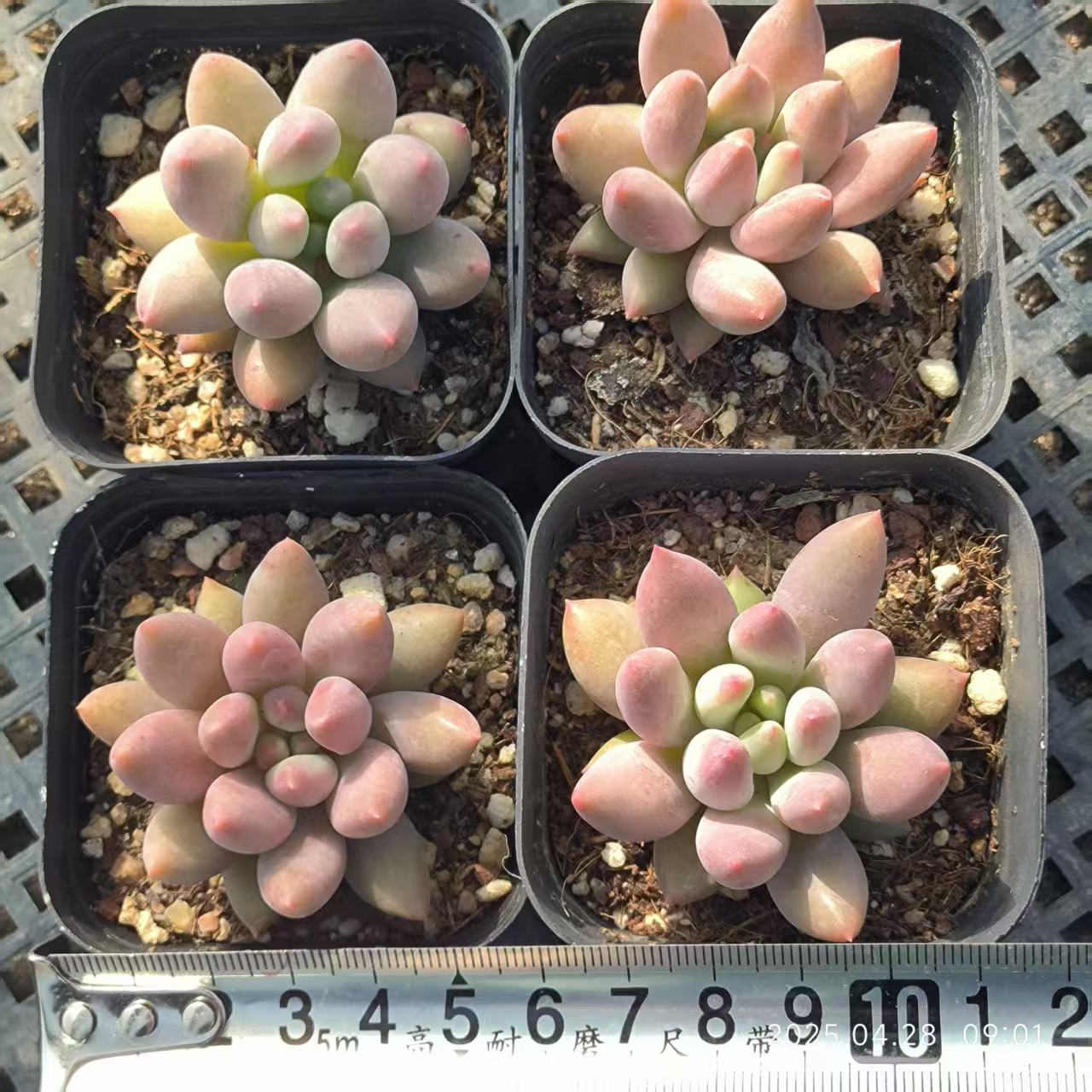 HBY035 エンジェルスフィンガー(6.5cm pot)