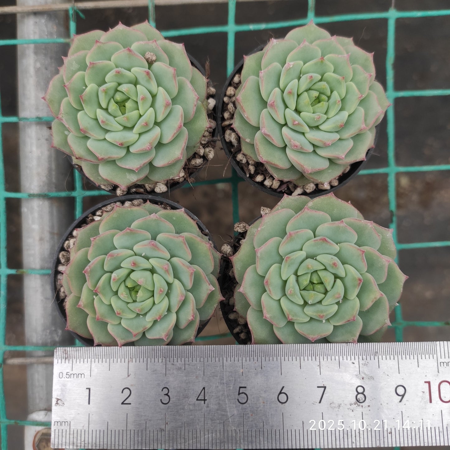 MMY1352 ローズ リリー(5.5cm pot)