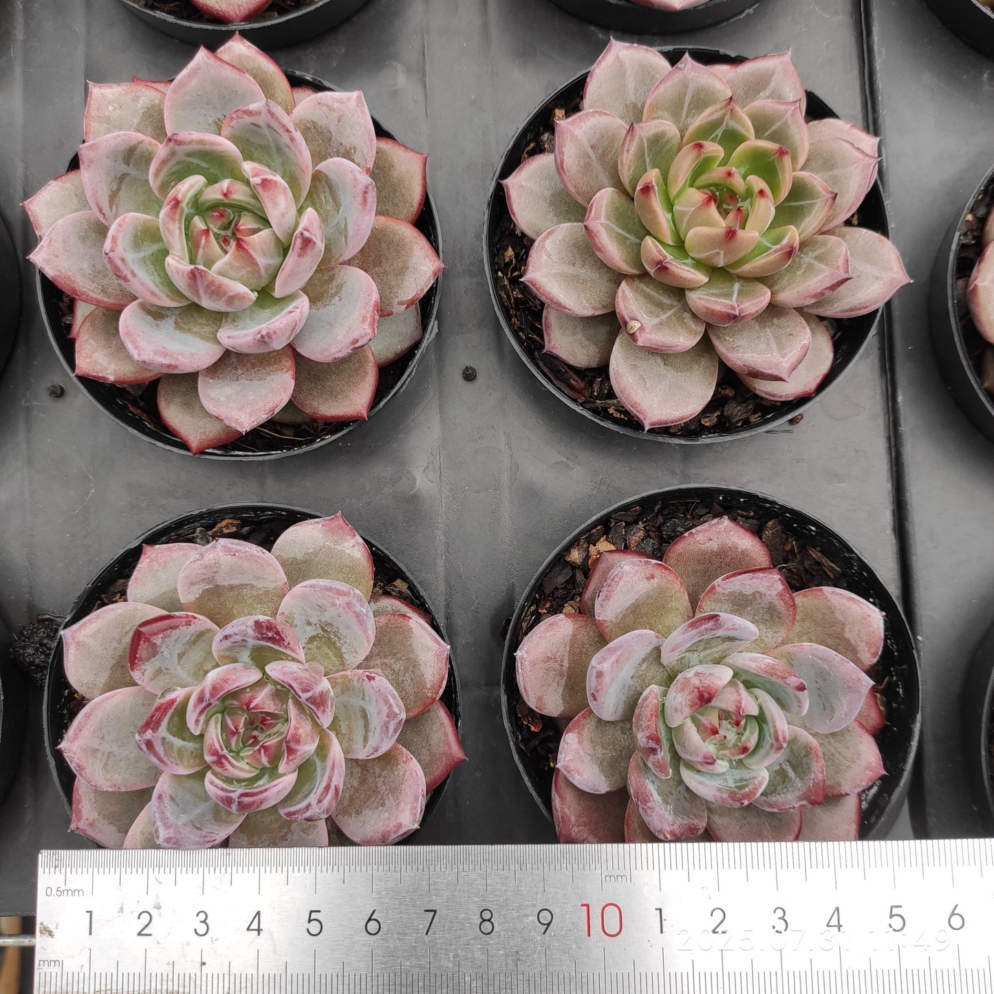 MMT840 デアデビル(9cm pot)