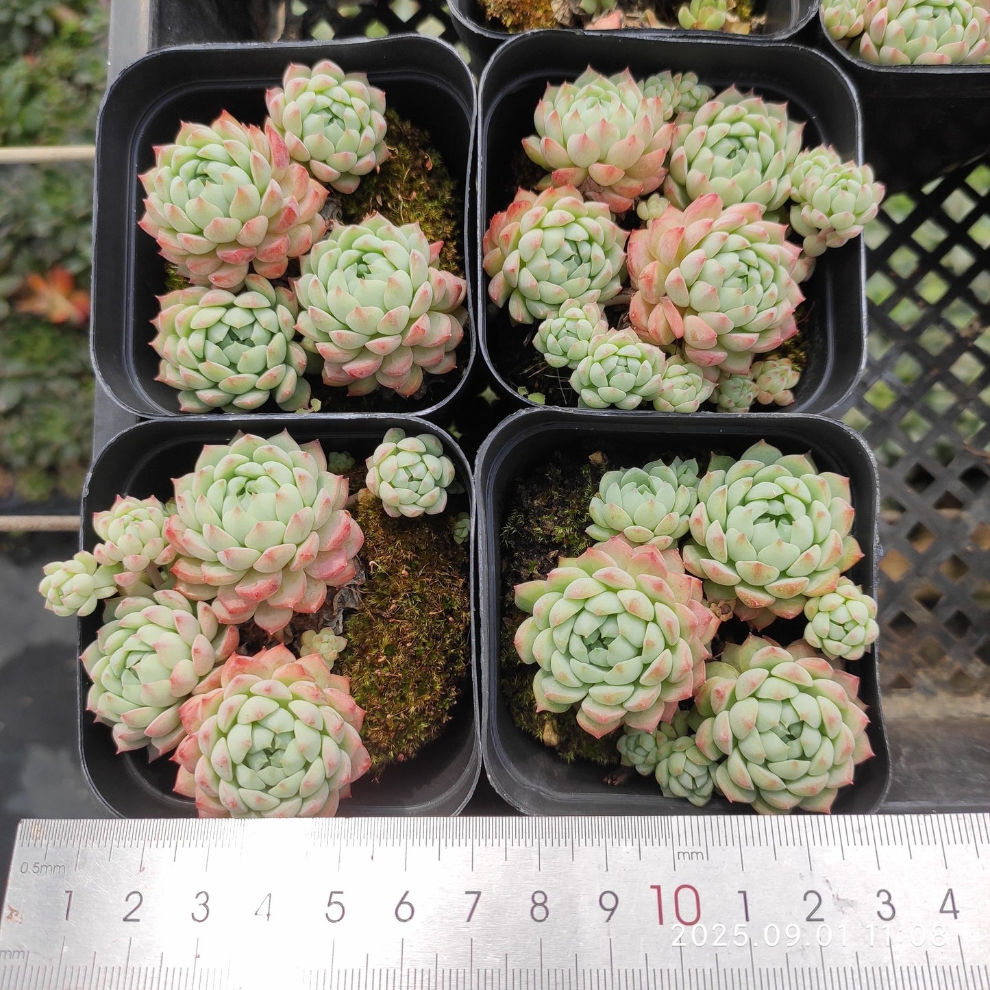QN779 ピンクベリー(7cm pot)