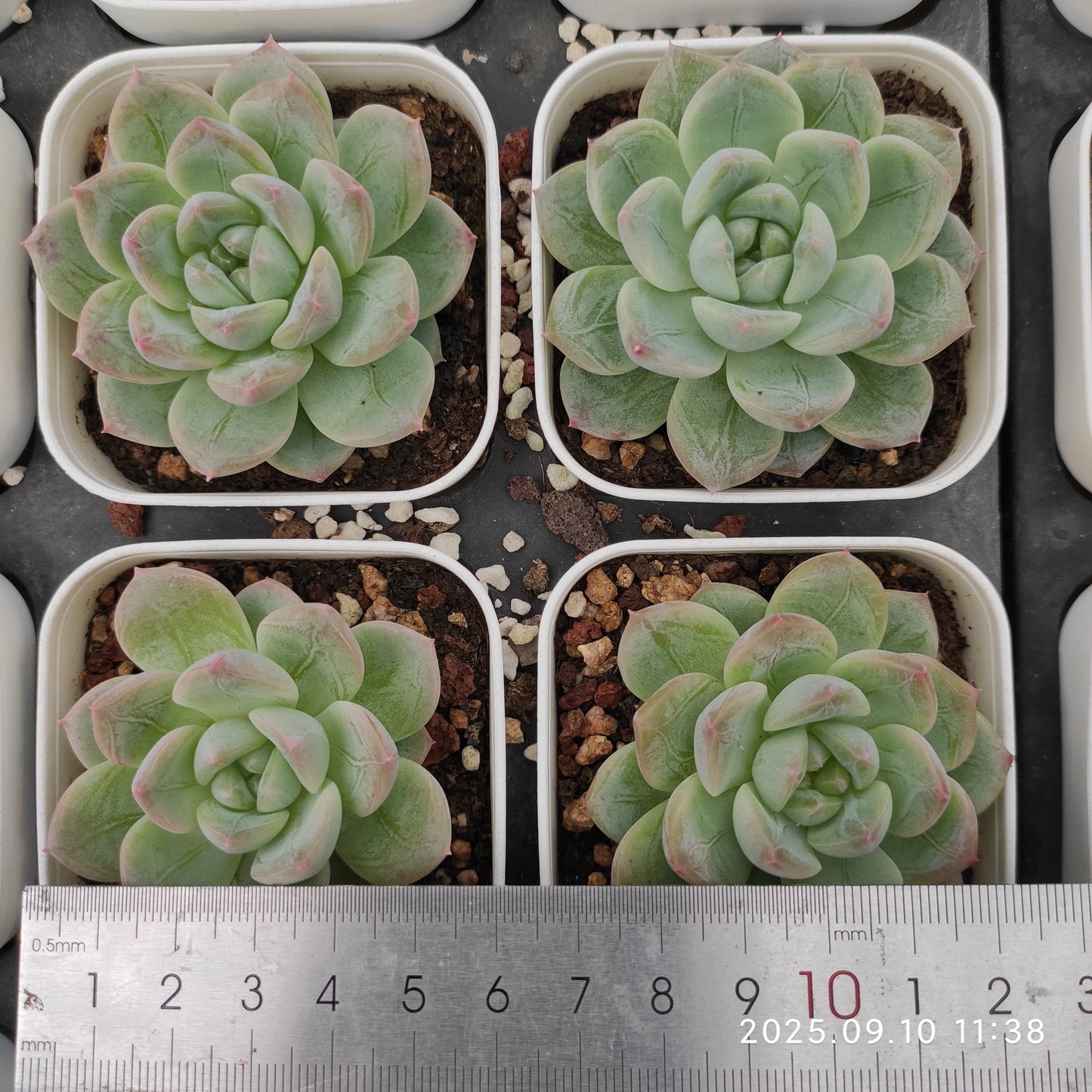 HG040 マルギャンHyb(7cm pot)