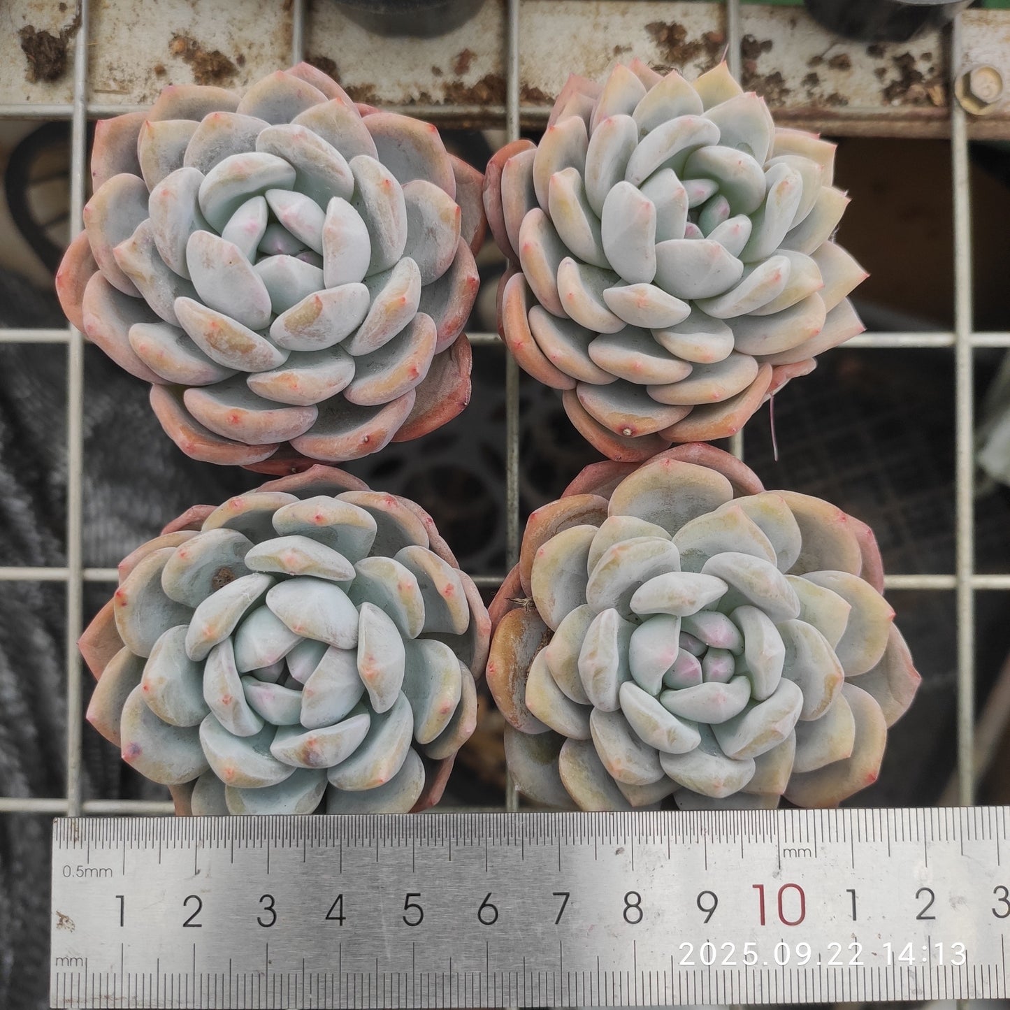 LB027 オレンジモンロー(5cm pot)