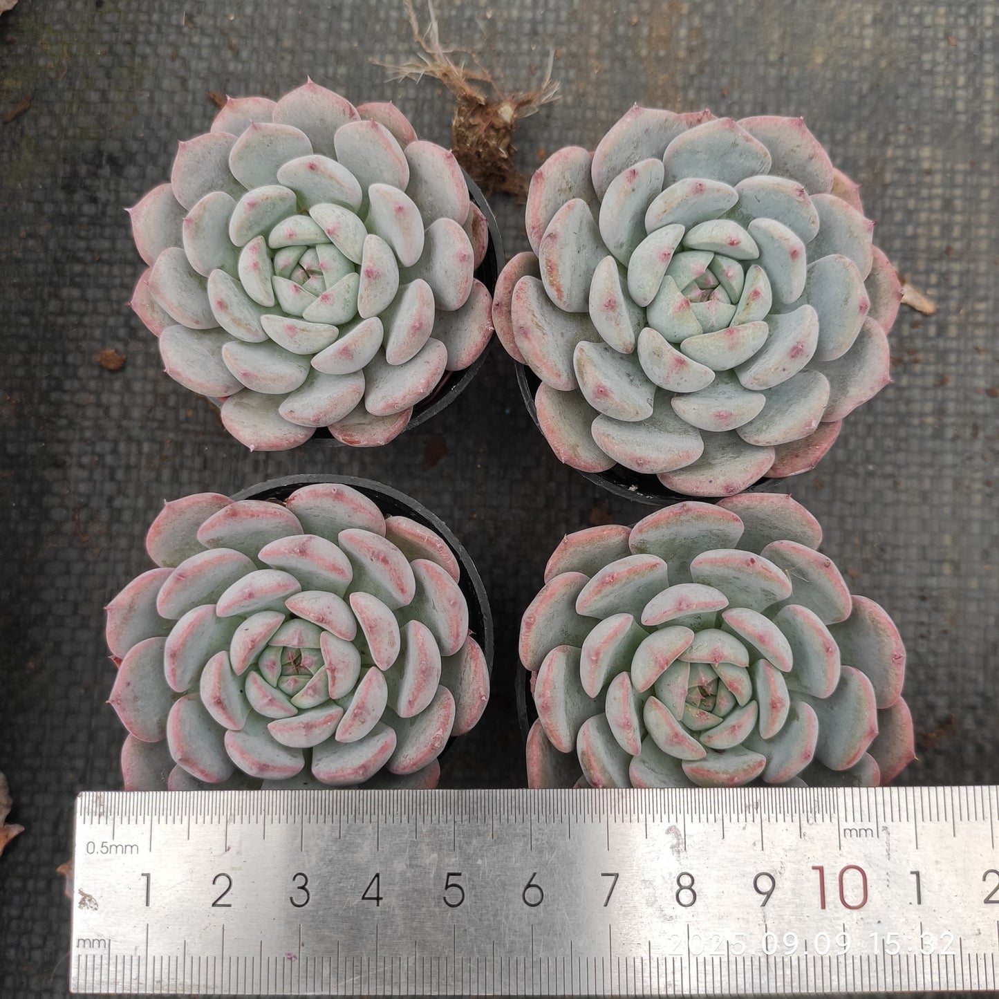 MMT465 マグパイ ブリッジ(7cm pot)