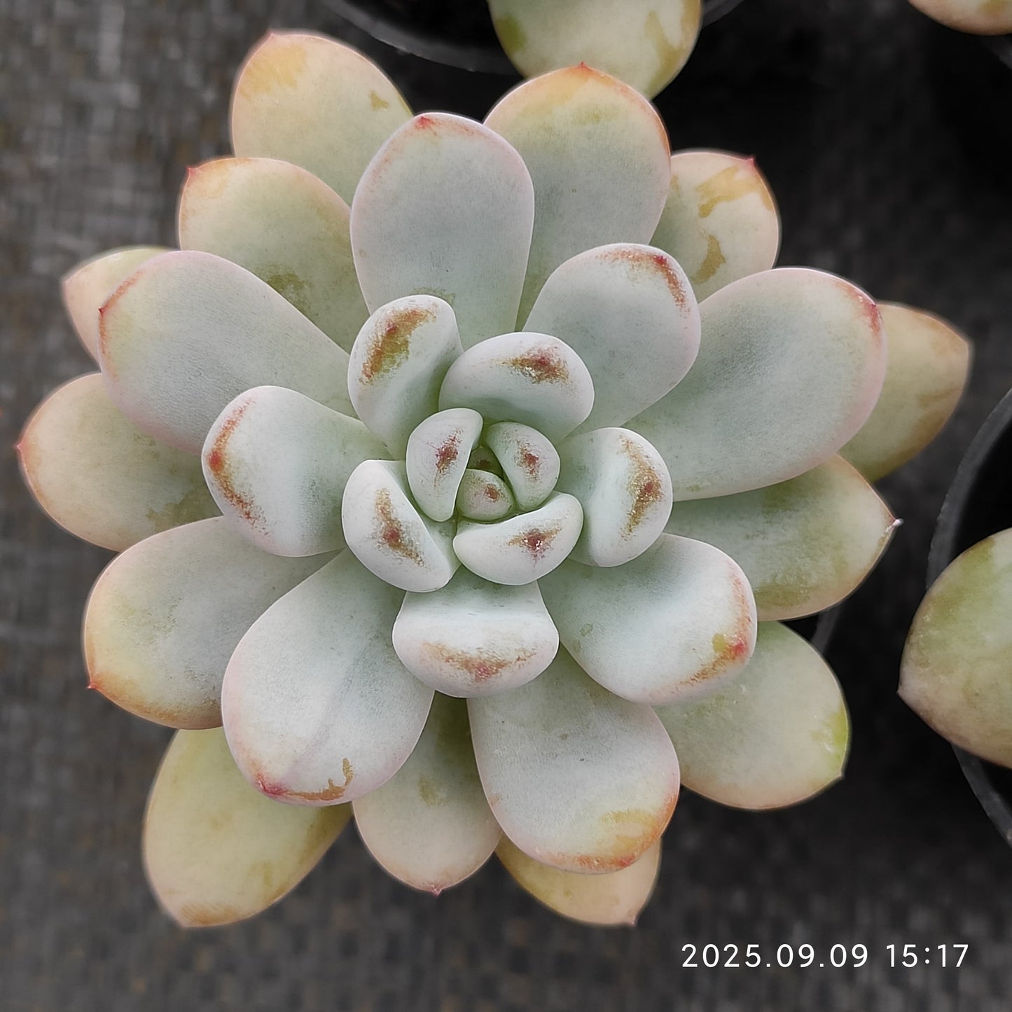 MMT860 スパーク スノー(5.5cm pot)