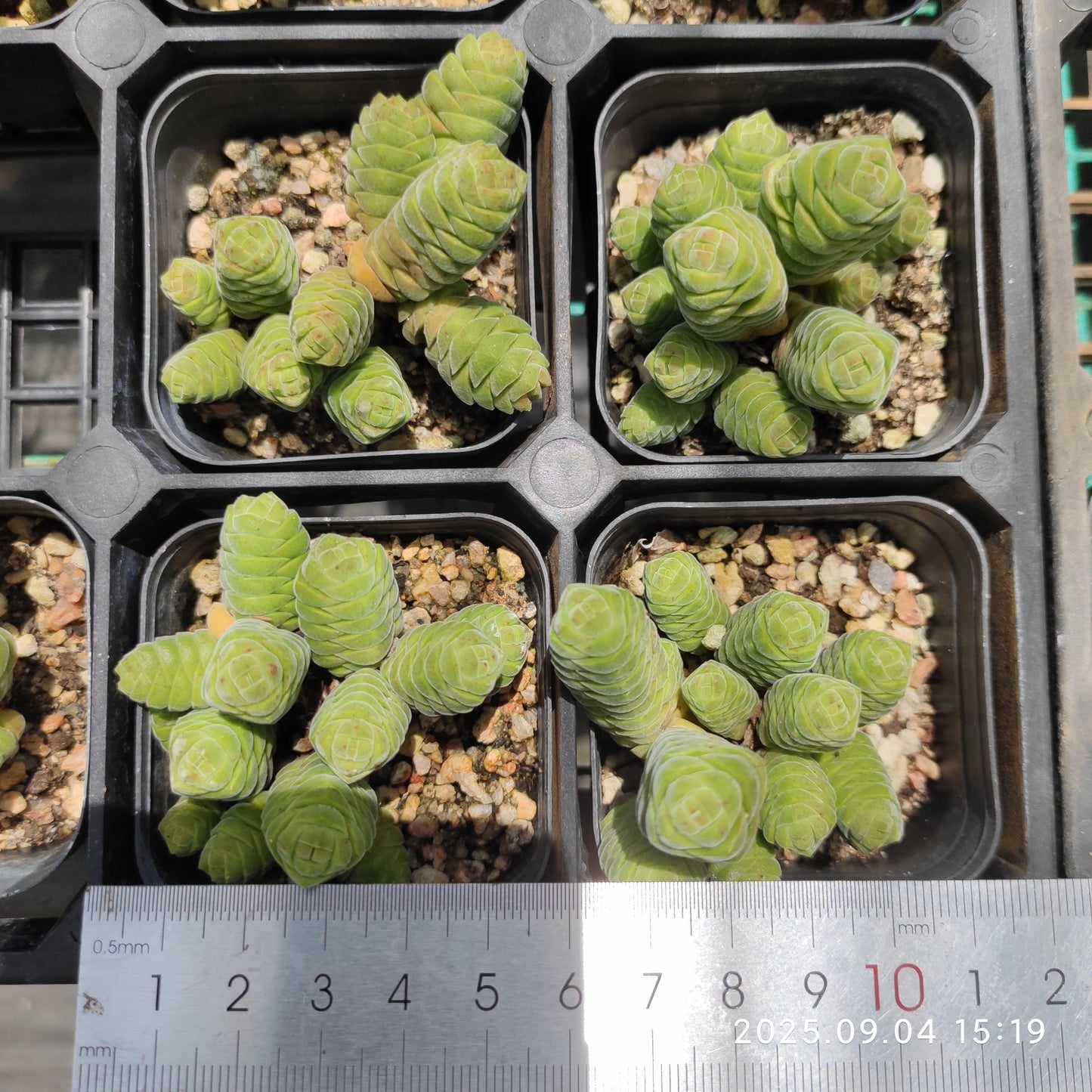 MMY1287 クラッスラ コルメッラ(6.3cm pot)