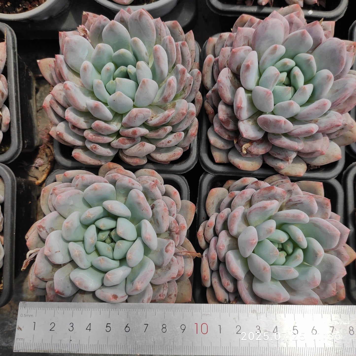 NGN410 ピンク エーンジェル(9cm pot)
