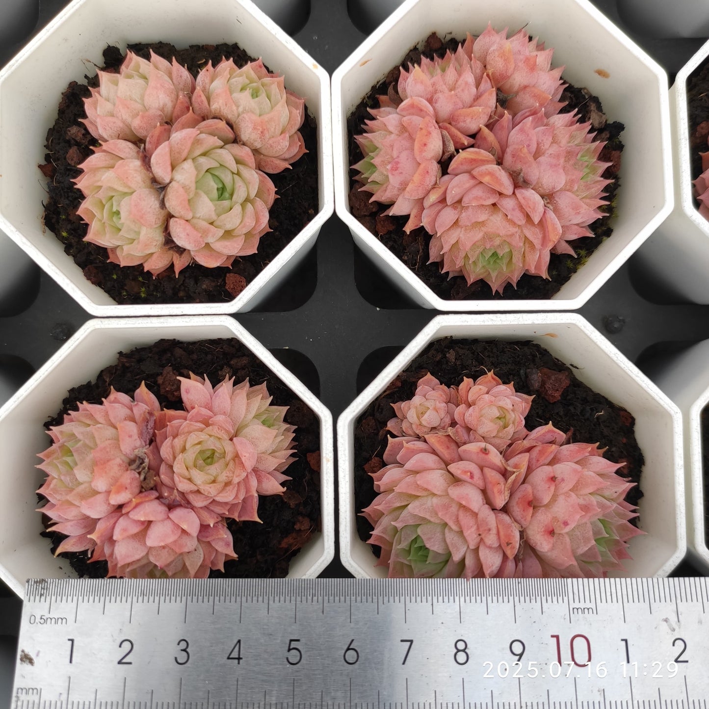 YBB272 シャーロットローズ(7cm pot)