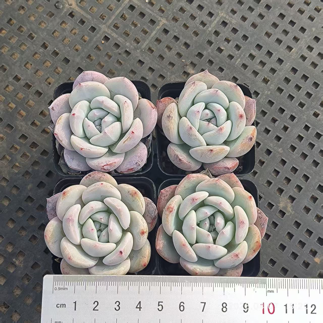 GR368 スタードリーム(6.5cm pot)