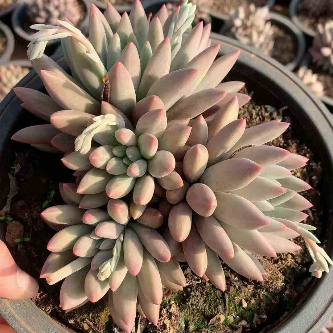 26217 エンジェルスフィンガー