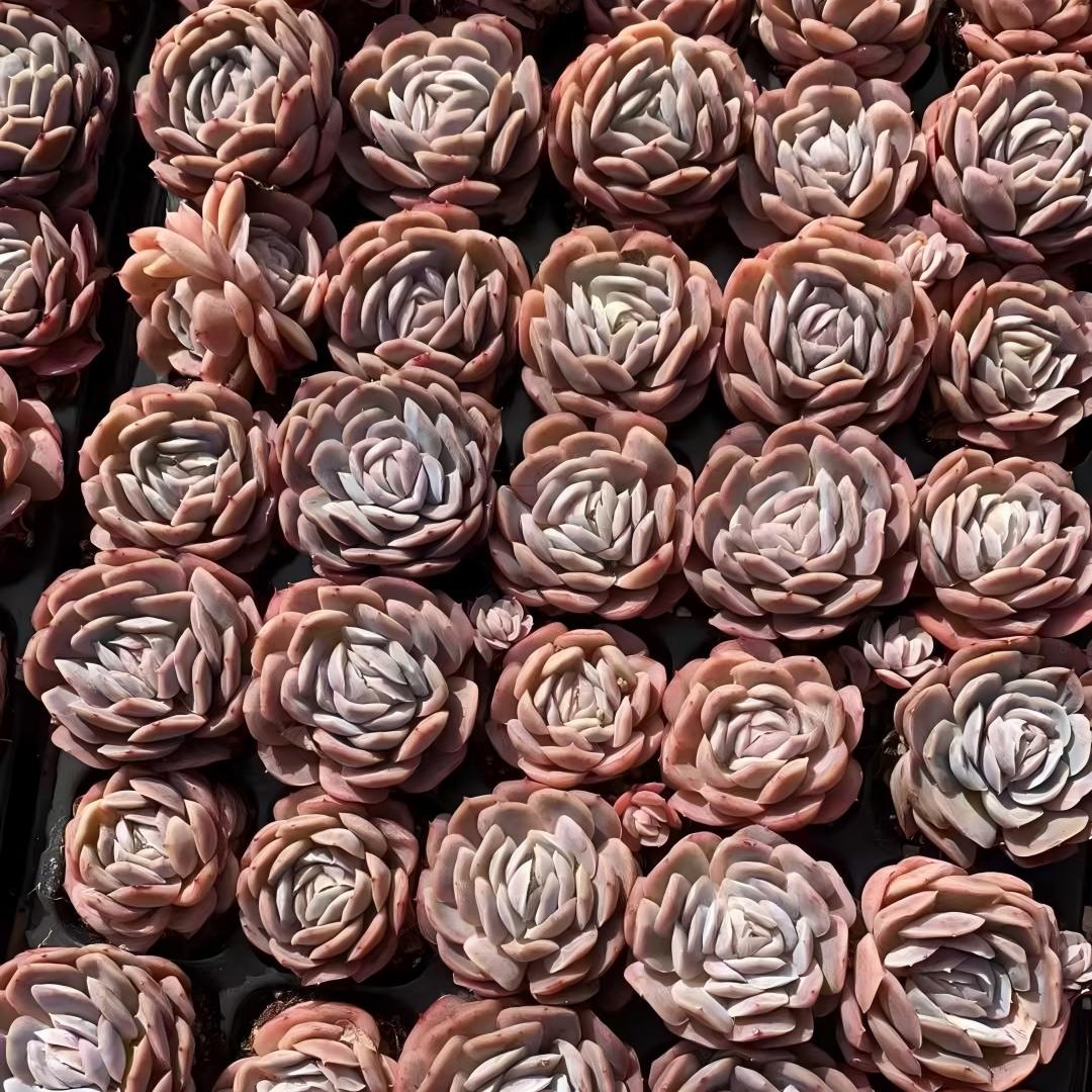 RC153 ポトシナ(3cm pot)