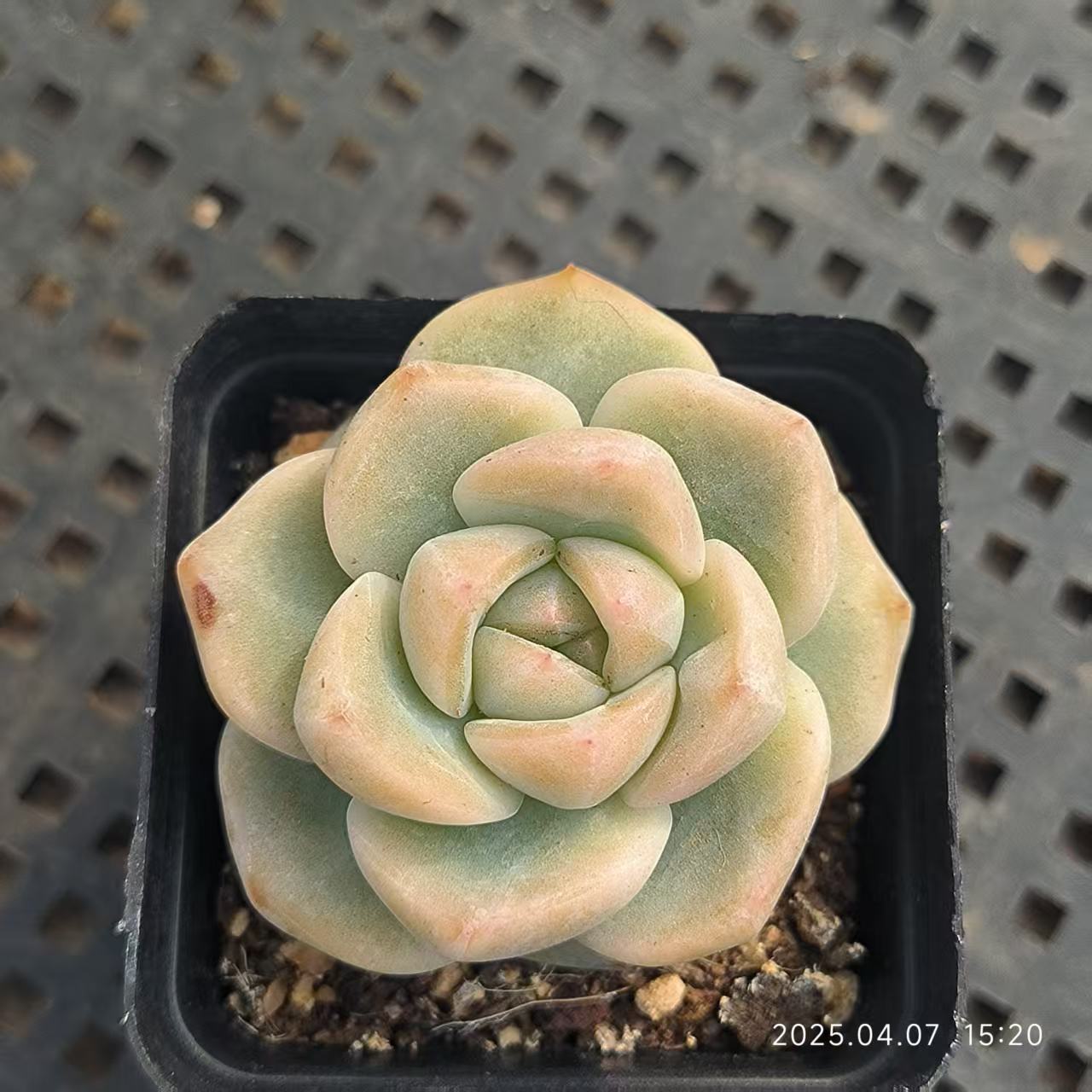 GR384 スタージェニーHyb(6.5 cm pot)