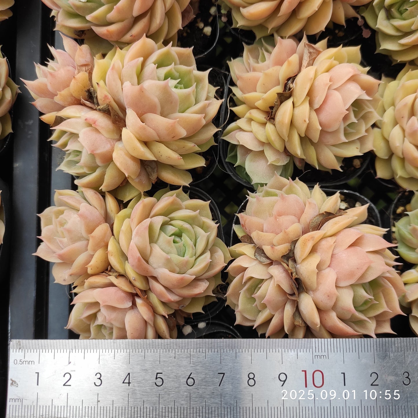 QN863 オウンスロー(6.5cm pot)