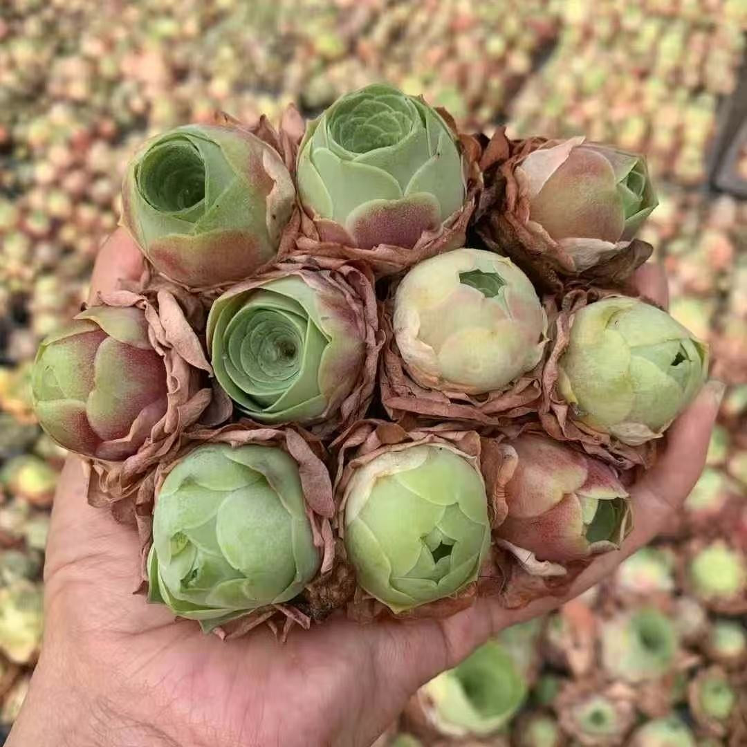BL1886 グアリミア(3cm pot)