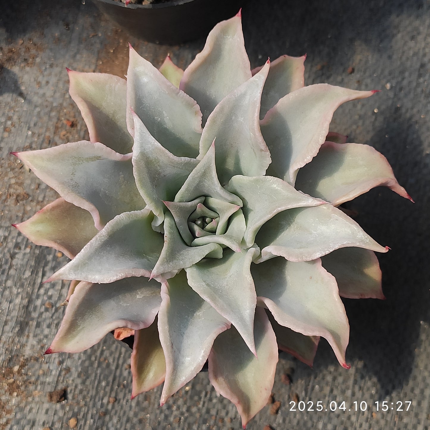 NGN721 マディバ(80cm pot)