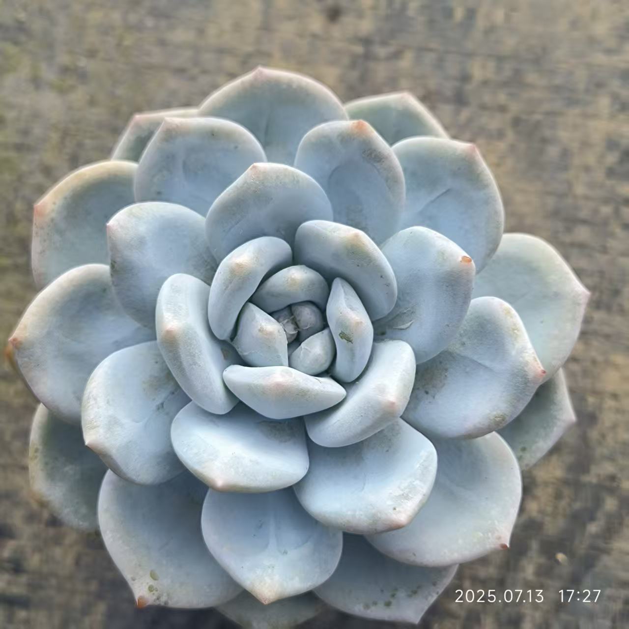 QH115 モンロー x ホワイトフェニックス(6.5cm pot)