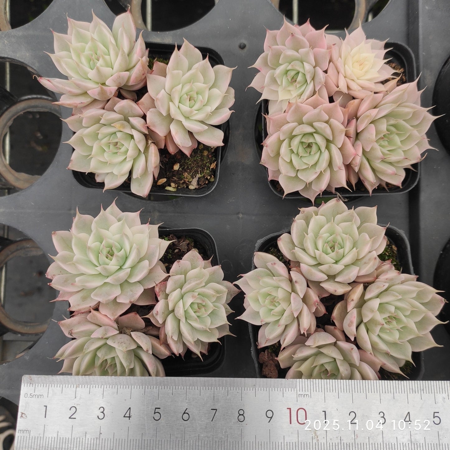 22265 マゲーレット錦(7cm pot)