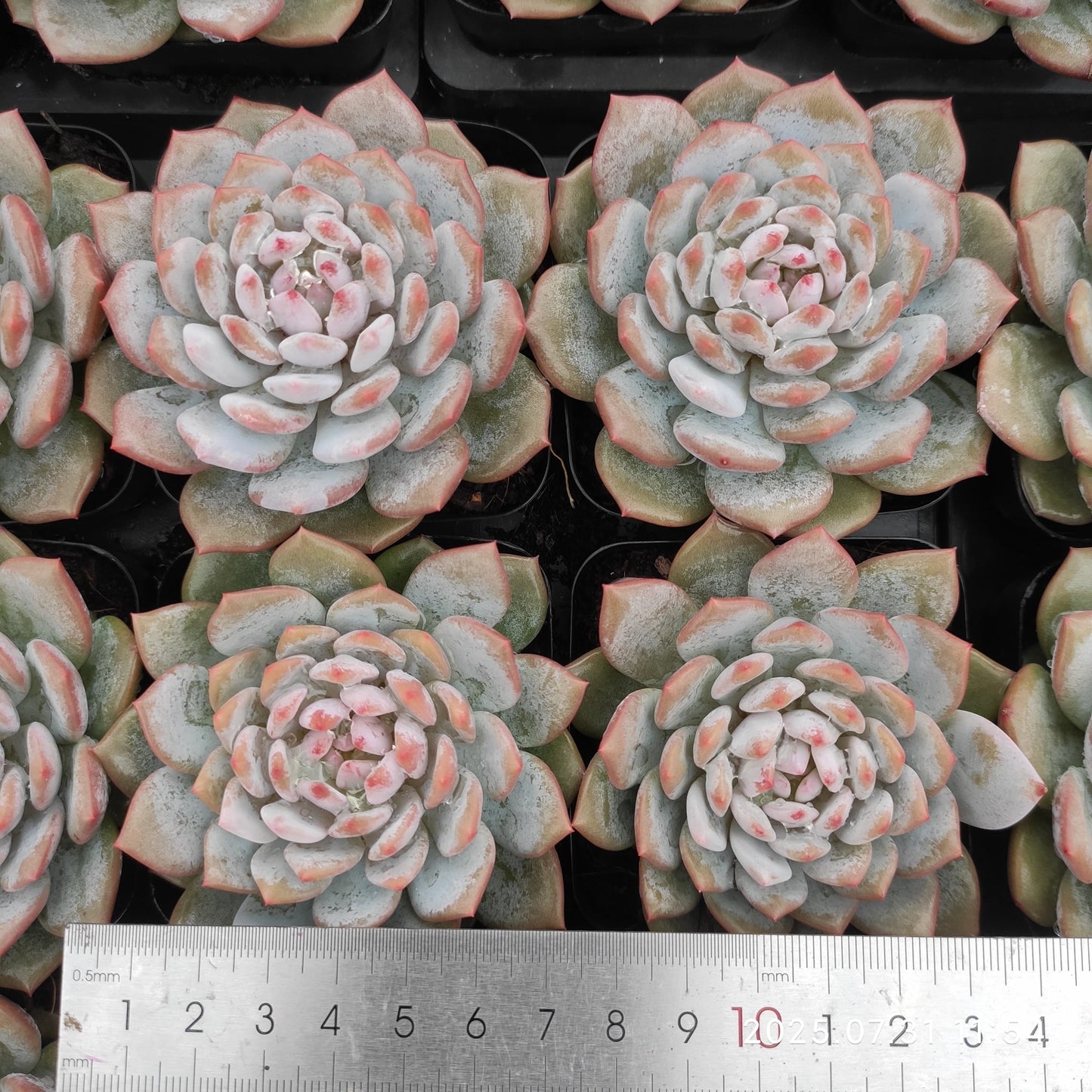 MMT845 スター モンロー(7cm pot)