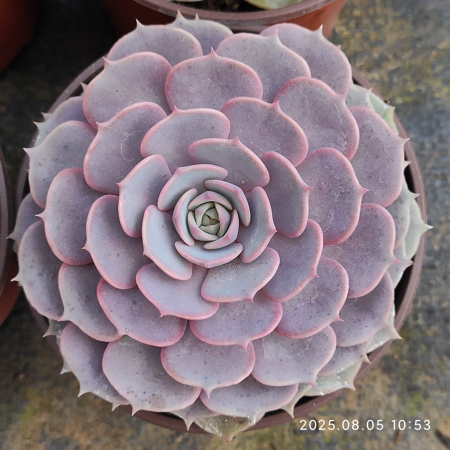 GDX010 ピンクバタフライ(11cm pot)