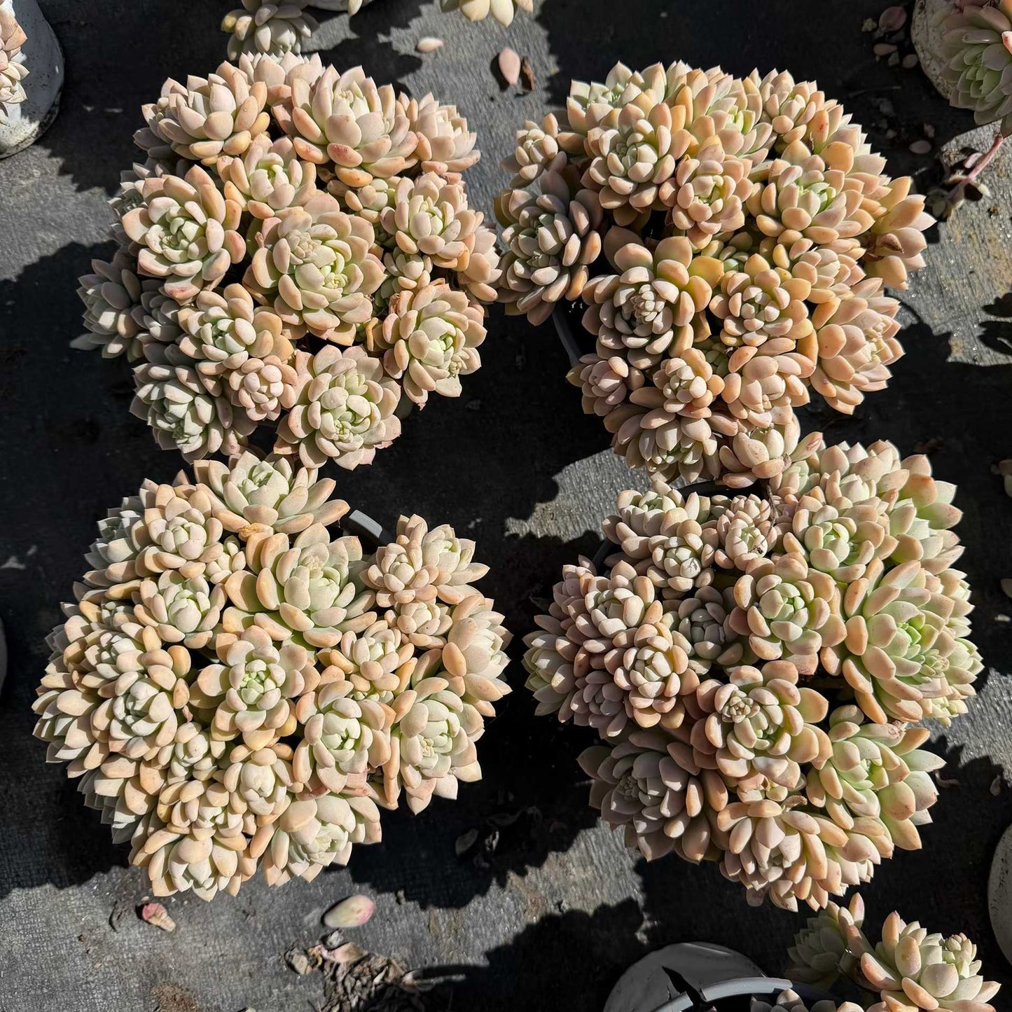 25043 ウォルナットケーキ