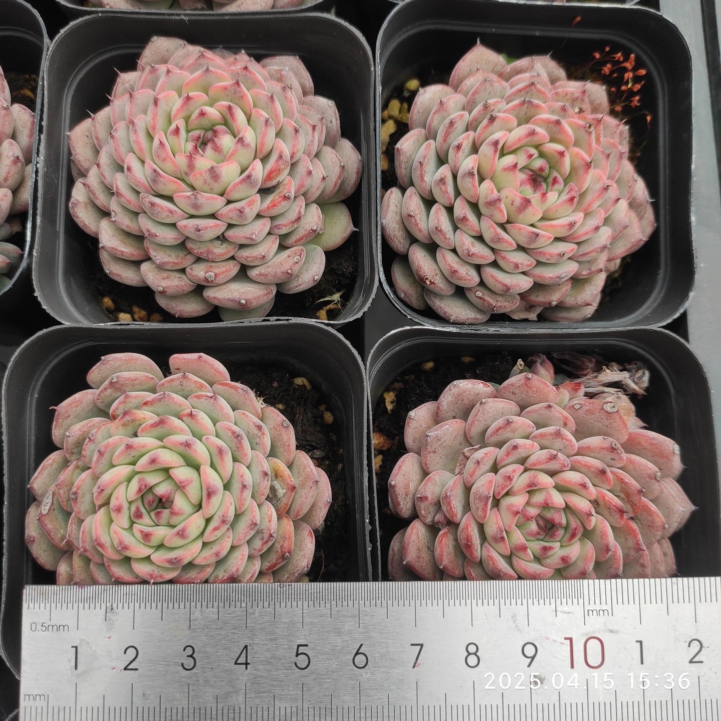 QN378 ブルーミニマ(7cm pot)