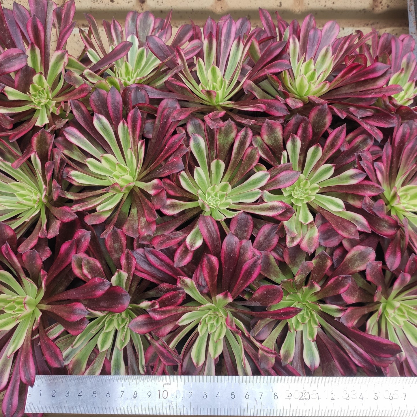 14793 フレーム スピリット(9cm pot)