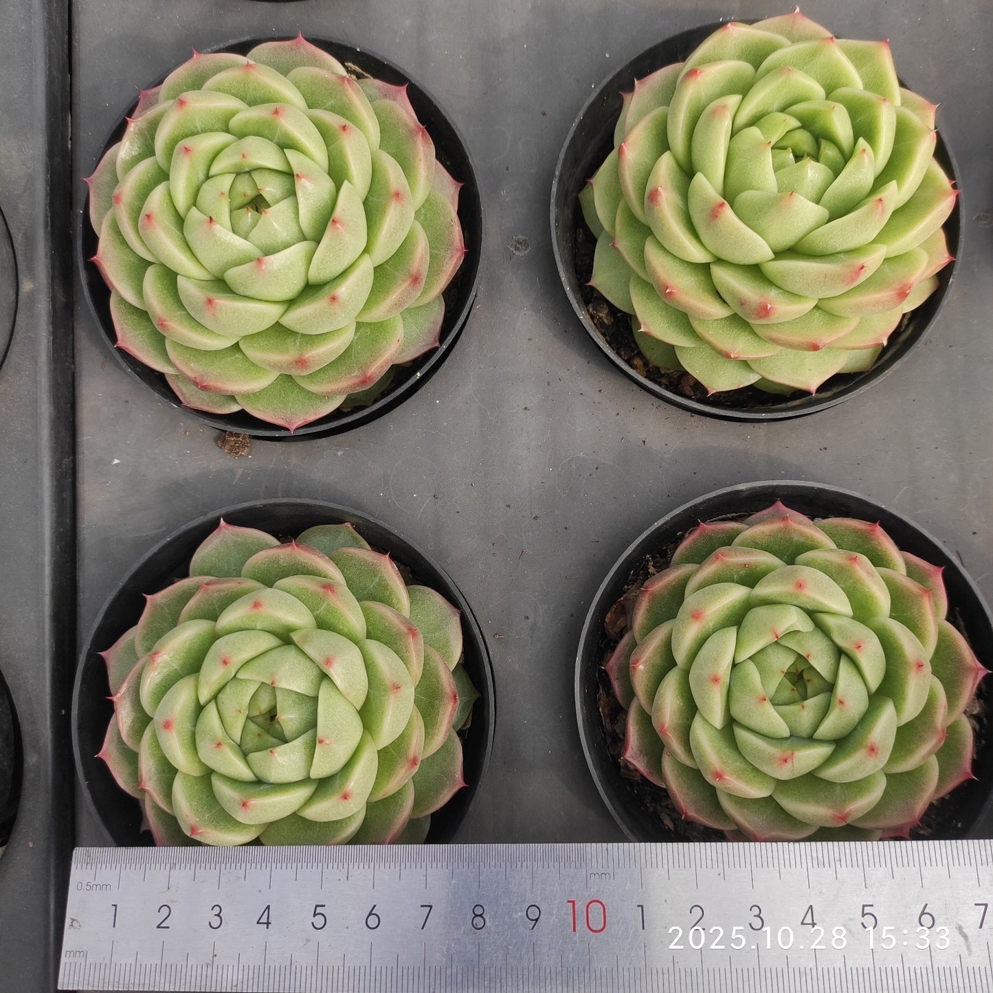 XY187 カラー ジェニー