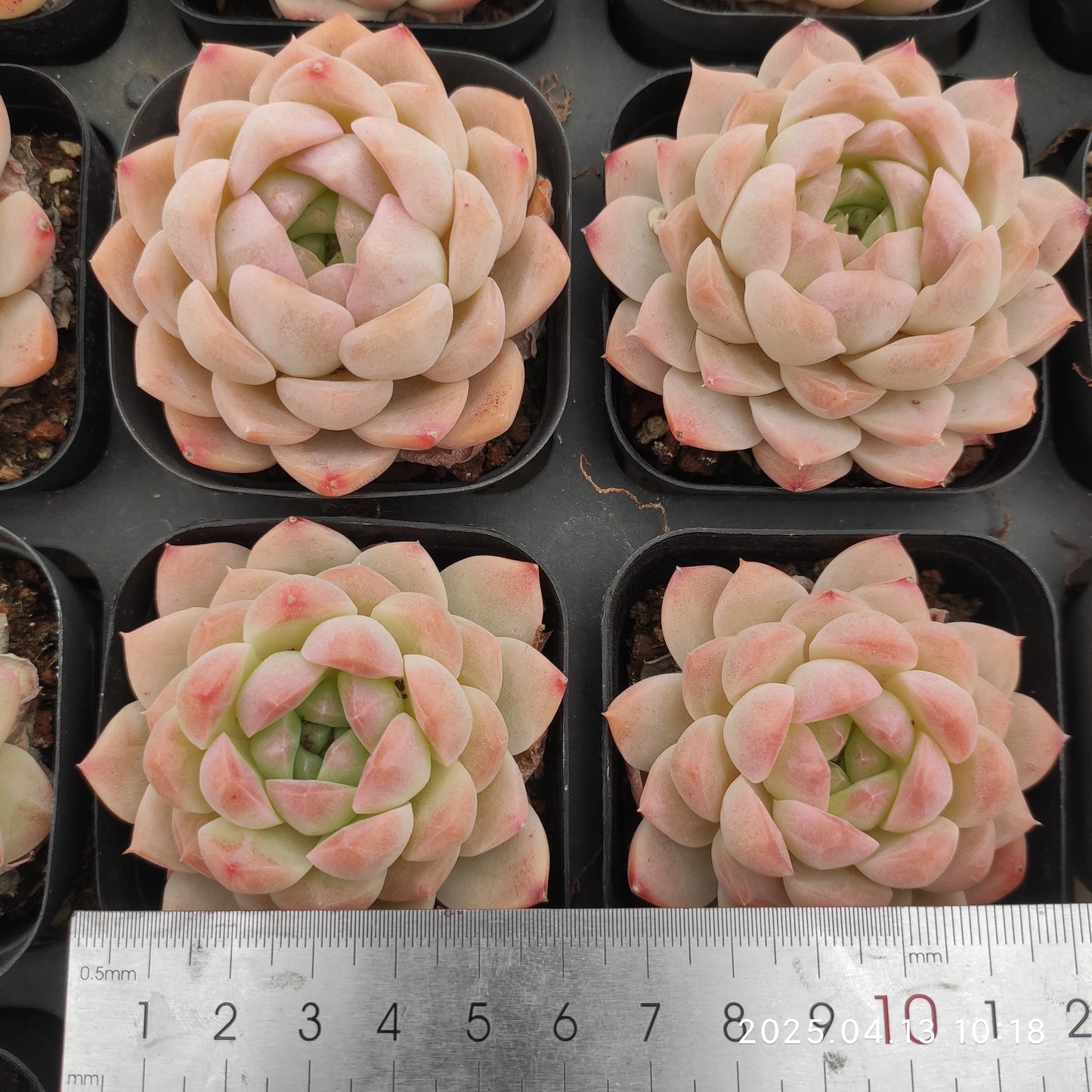 LMM314 クリームローズ Hyb(6.5cm pot)