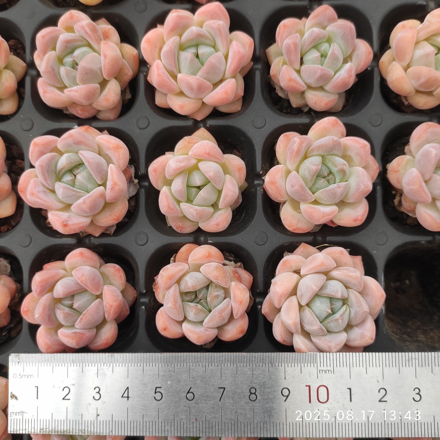 LMM365 スター プラス(3cm pot)