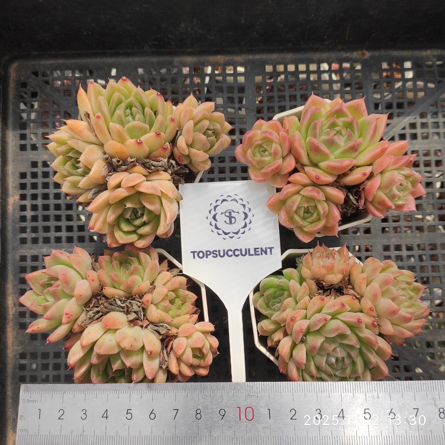 22520 マルギャン(7cm pot)